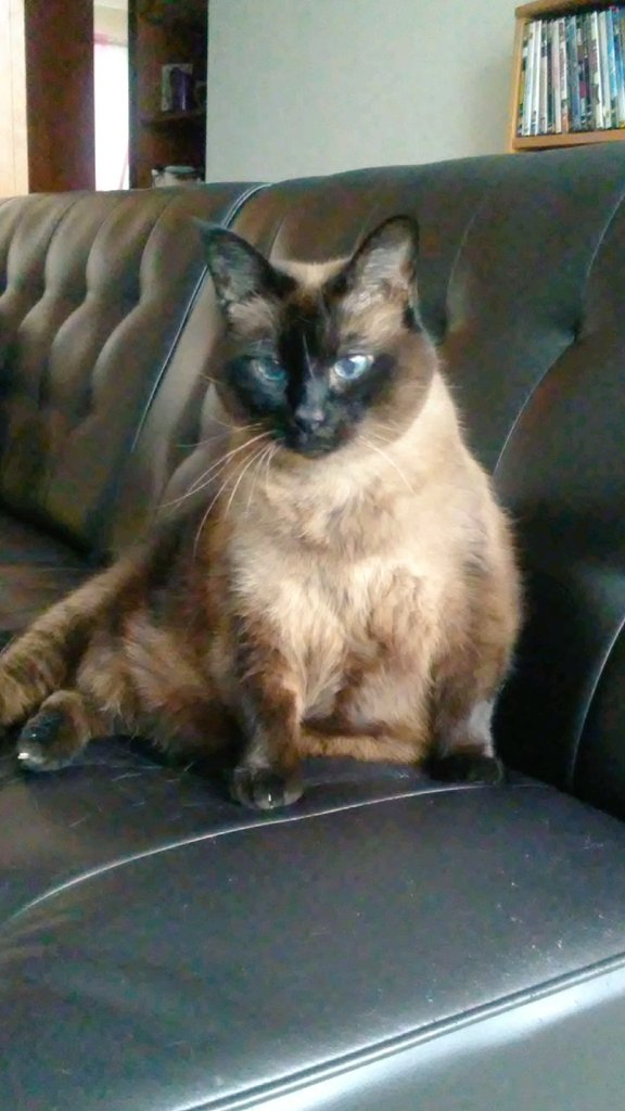 TheSeaRose's tweet image. My beautiful cat, Mocha.
#ThingsIWillNeverForget