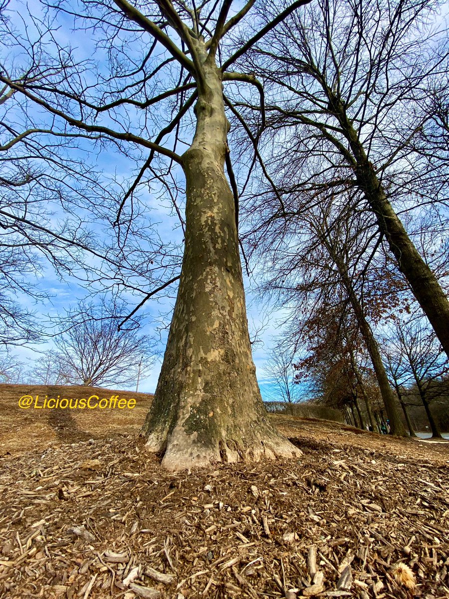 LiciousCoffee's tweet photo. It’s #Saturday & the #Tradition continues until *FOREVER
Our #AnitaBaker Project continues
😍Some more #Bakerisms — Bcuz of 🆎inspiration, I find same in🌳🌳🌳🌳
Keep returning to them & they keep giving more each time📸
🥰My #tree interpretation For
#AnitaBakerSaturdays 👸🏽🙌🏽 https://t.co/ObJEcJSwdy