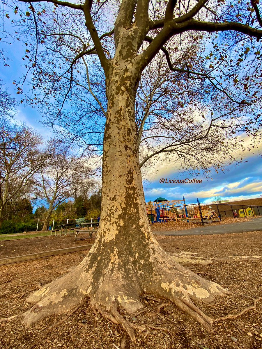 LiciousCoffee's tweet photo. It’s #Saturday & the #Tradition continues until *FOREVER
Our #AnitaBaker Project continues
😍Some more #Bakerisms — Bcuz of 🆎inspiration, I find same in🌳🌳🌳🌳
Keep returning to them & they keep giving more each time📸
🥰My #tree interpretation For
#AnitaBakerSaturdays 👸🏽🙌🏽 https://t.co/ObJEcJSwdy