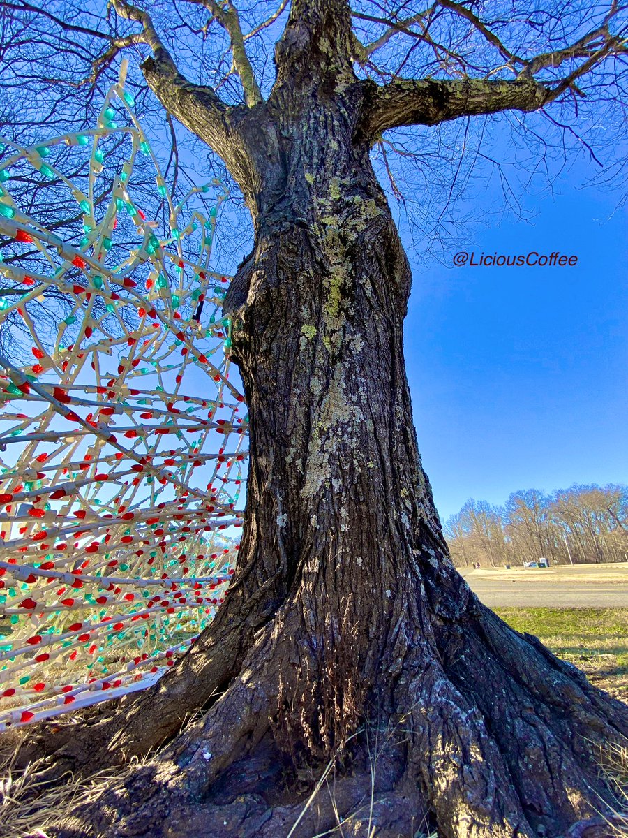 LiciousCoffee's tweet photo. It’s #Saturday & the #Tradition continues until *FOREVER
Our #AnitaBaker Project continues
😍Some more #Bakerisms — Bcuz of 🆎inspiration, I find same in🌳🌳🌳🌳
Keep returning to them & they keep giving more each time📸
🥰My #tree interpretation For
#AnitaBakerSaturdays 👸🏽🙌🏽 https://t.co/ObJEcJSwdy