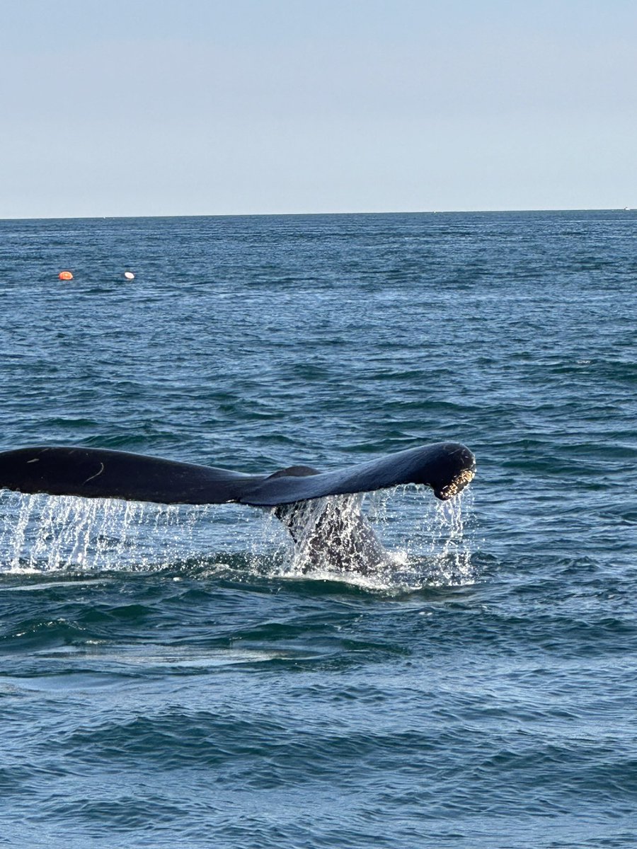 jvbt82hhs's tweet image. #ThingsIWillNeverForget My first encounter with a whale…