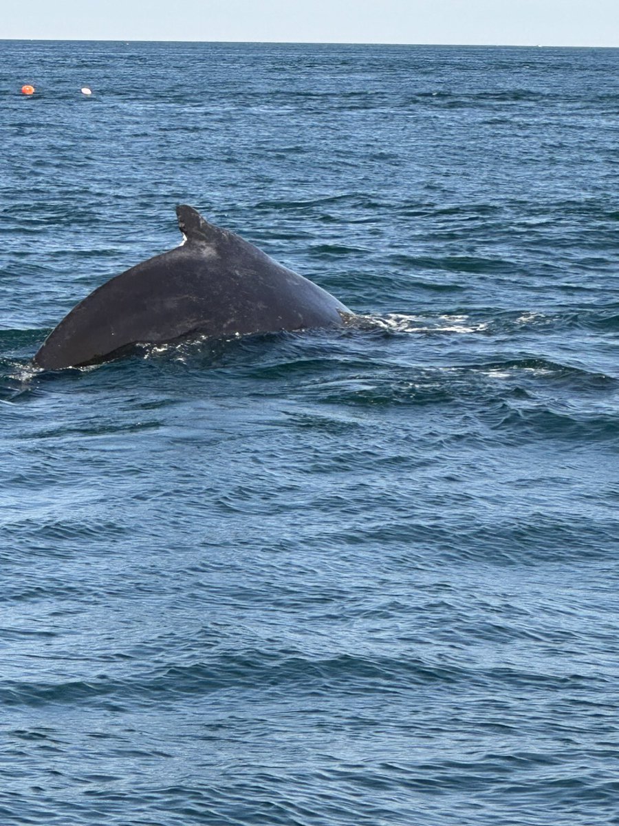 jvbt82hhs's tweet image. #ThingsIWillNeverForget My first encounter with a whale…