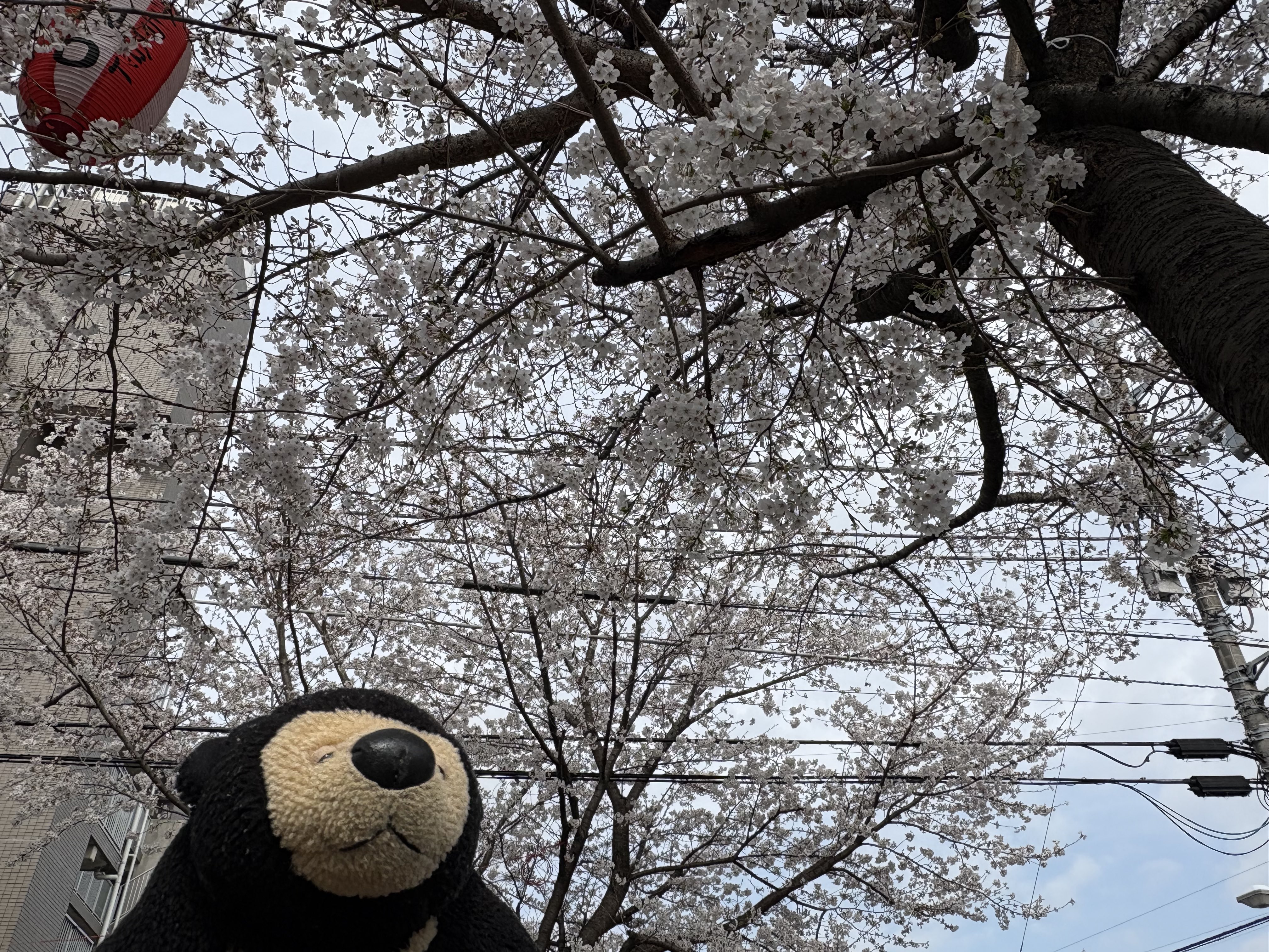きんちゃん🐳 on X: 