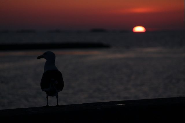 日の入りカモメ🐦

#ねきあさ