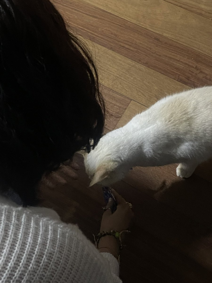 tengo 2 gatos en mi kasa