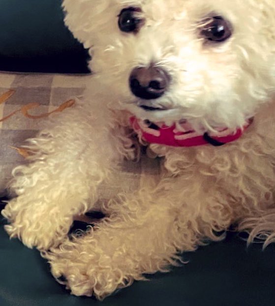 USA pals, we are trying to recover from our $2,400 plumbing bill so if you check out our Etsy and book shops for treasures, we would appreciate the support! RETWEET vintagetrunkandart.etsy.com

pangobooks.com/bookstore/judy…