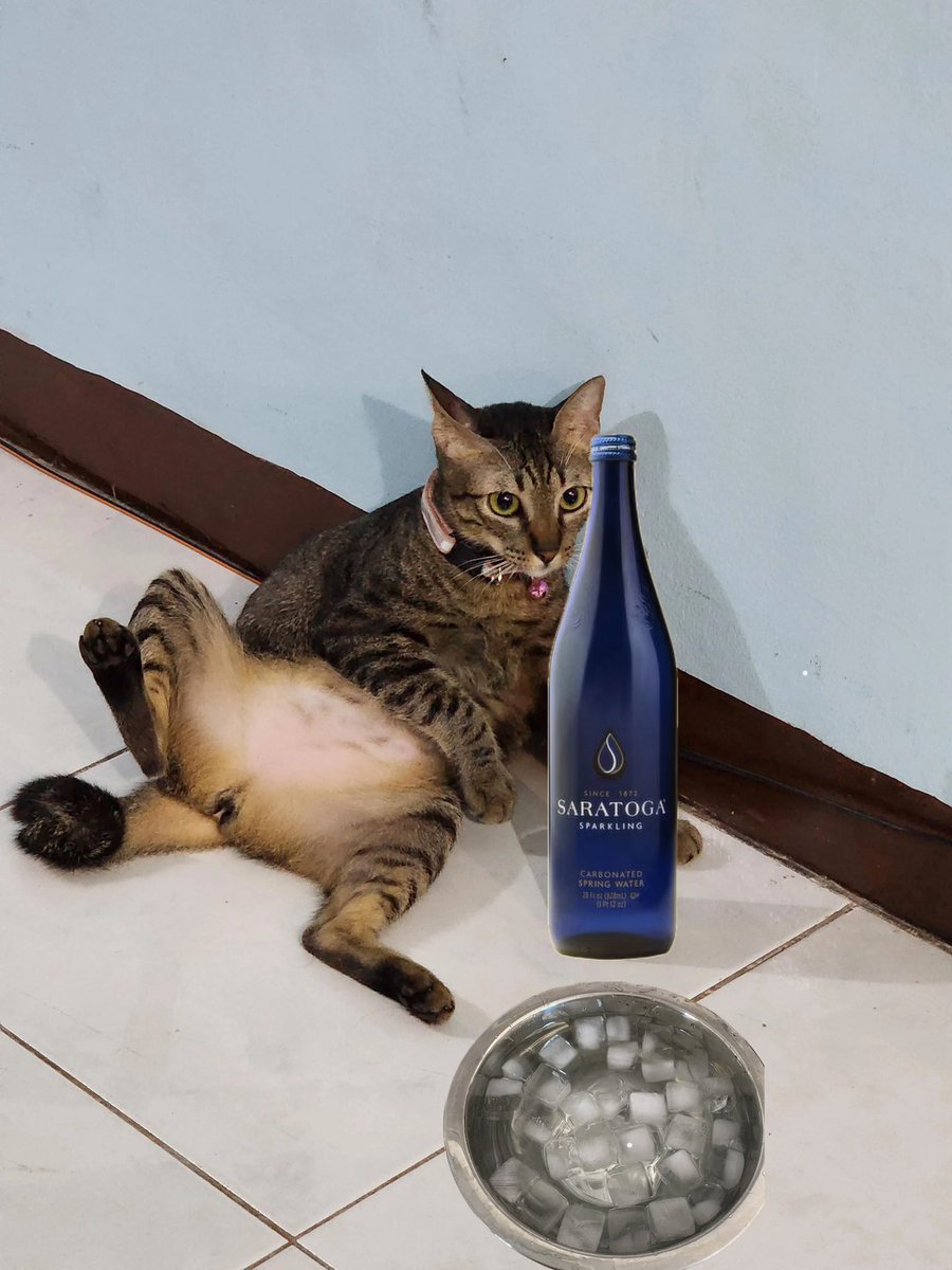 My cats morning #routine

34HDZNbUkTyTrgYKy2ox43yp2f8PJ5hoM7xsrfNApump

$grok #pwease #titcoin