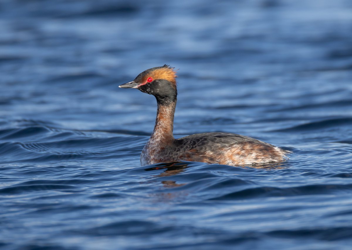 mark chivers tweet media