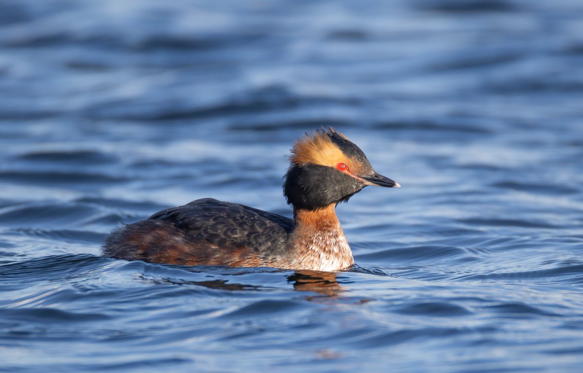 mark chivers tweet media