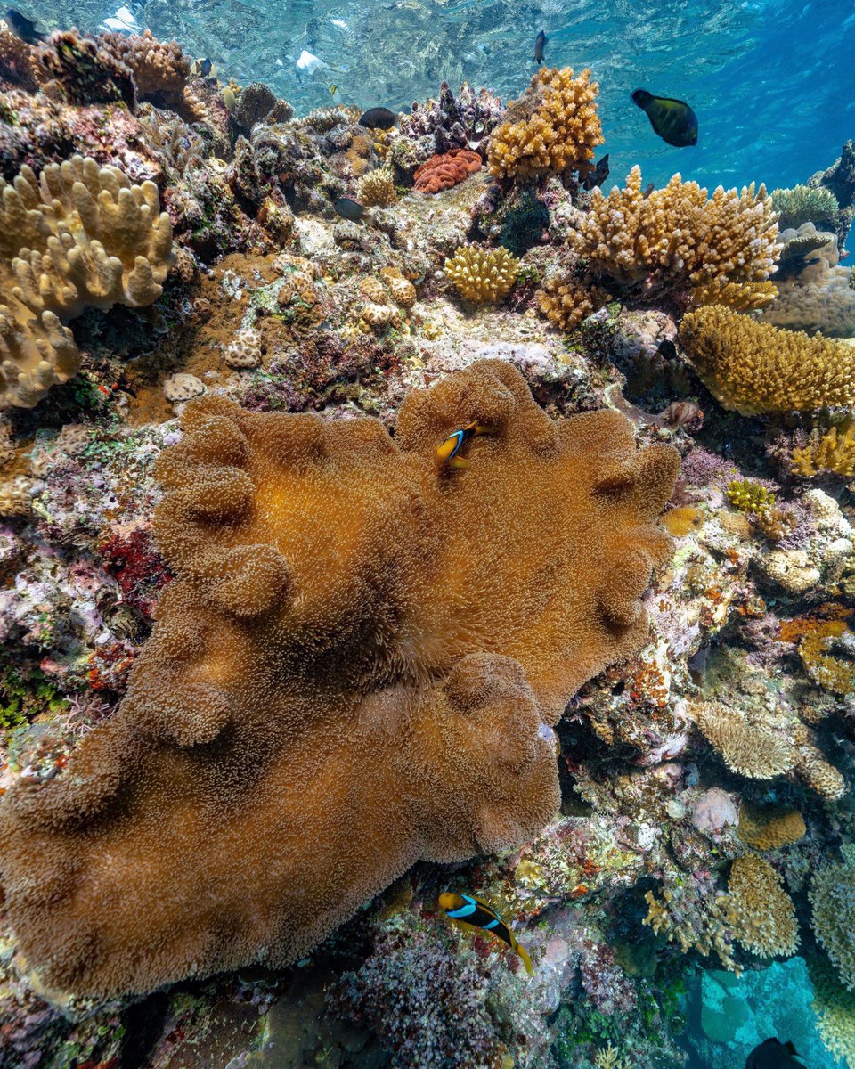 Discover the charm of marina life at Wakaya, where luxury yachts and calm waters meet. A perfect blend of elegance and tranquility, right at your doorstep.