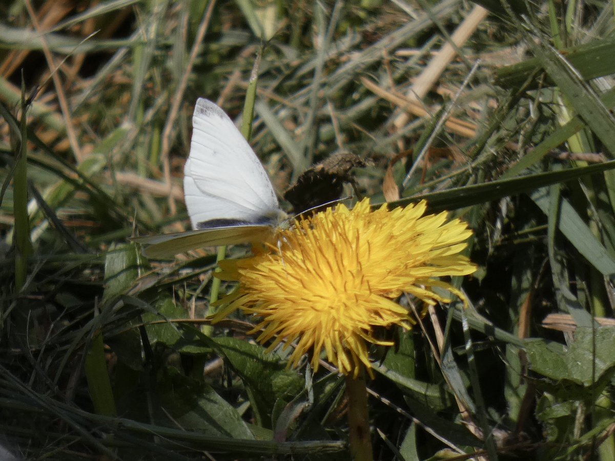 David Walsh (@davidwalsh22) on Twitter photo A memorable and long-awaited guided walk around Walthamstow Wetlands today with <a href="/Elliott81758817/">Sam O'Donnell</a>, then a super catch up at Rainham with <a href="/BRNature1/">Ben Rumsby</a> & Sam Levy. The wildlife seemed incidental but we saw Willow Warbler, Sand Martin, Spoonbill and several ‘new for year’ butterflies. A memorable and long-awaited guided walk around Walthamstow Wetlands today with <a href="/Elliott81758817/">Sam O'Donnell</a>, then a super catch up at Rainham with <a href="/BRNature1/">Ben Rumsby</a> & Sam Levy. The wildlife seemed incidental but we saw Willow Warbler, Sand Martin, Spoonbill and several ‘new for year’ butterflies.