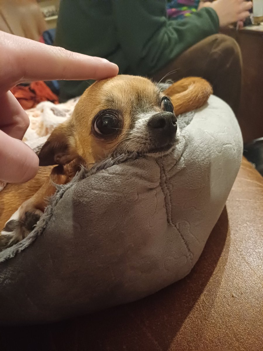 SbuciDue's tweet photo. Bro is so tiny https://t.co/s703chvnzj