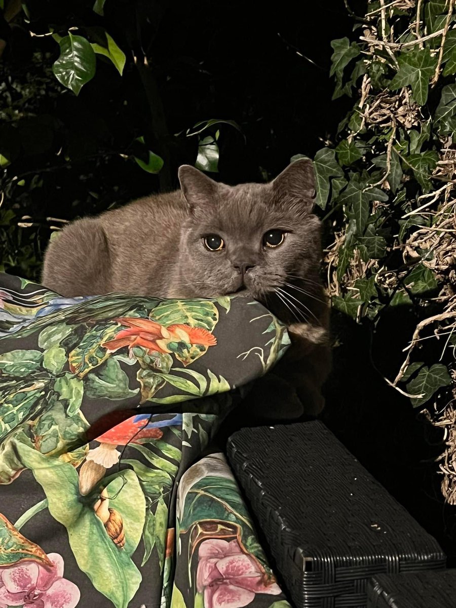 bipsyGG's tweet image. My boy has been diagnosed with nerve dysfunction ;___;