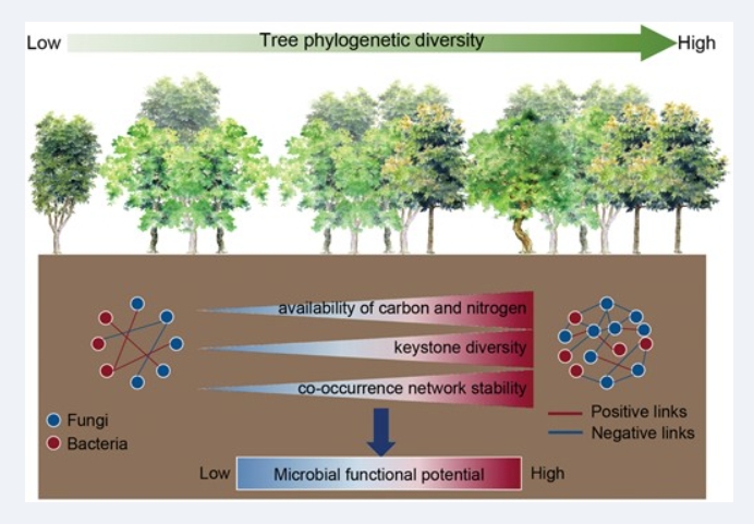 Yuantian Fang et al. explored how increasing #TreePhylogeneticDiversity (TPD) impacts #SoilMicrobialCommunity facets and #MicrobialFunctional potential 
⭐TPD⬆️, soil fungal alpha diversity⬆️ 
⭐TPD⬆️, soil microbial network complexity and stability⬆️
doi.org/10.1093/jpe/rt…