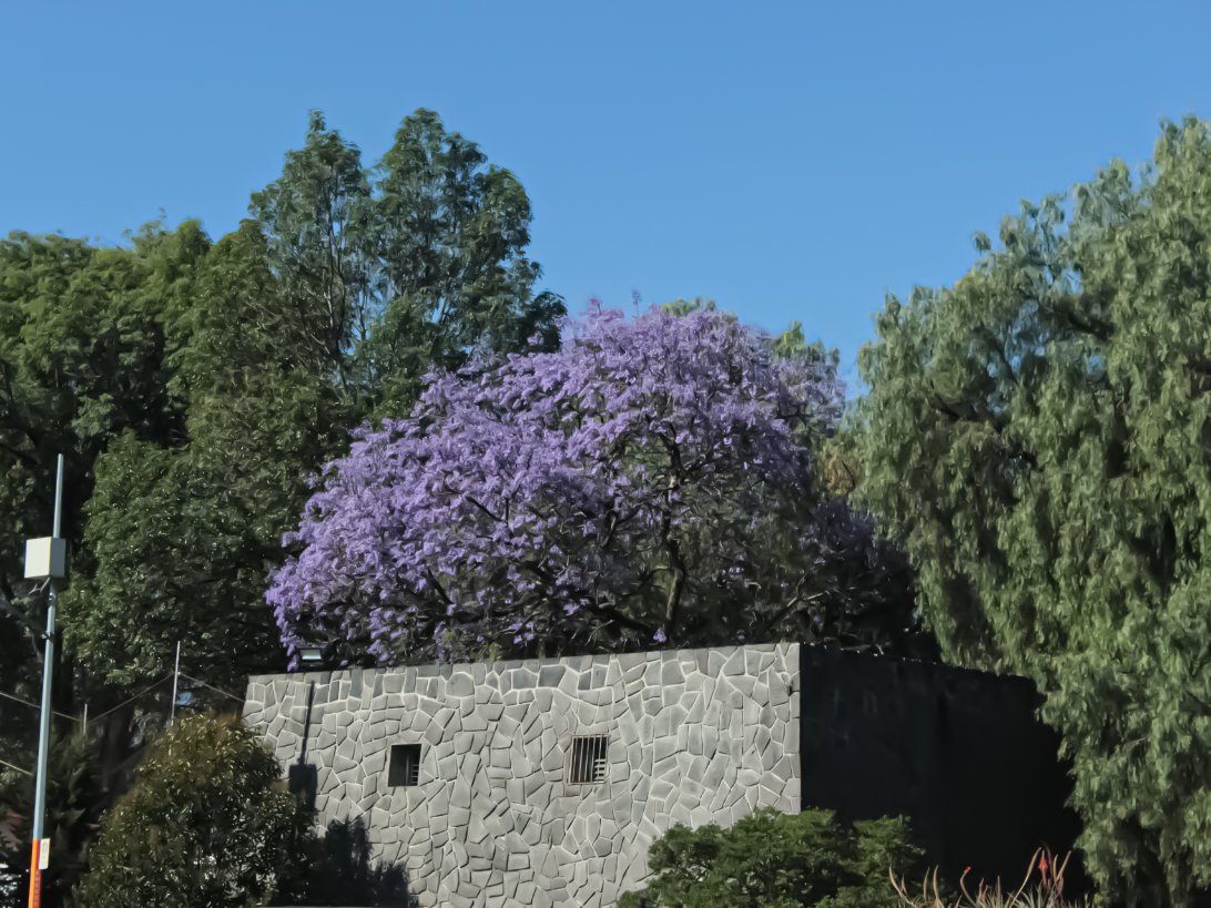 Dajez2's tweet photo. Una jacaranda que a mi parecer es bonita y aún conserva su color
#JacarandaAzteca  @RicardoBSalinas  @JorgeNikaidoB @MLMSalinas 

Ubicación: 
Salón José Limón.
C.U., Coyoacán, 04510 Ciudad de México, CDMX
19.33001, -99.18665 https://t.co/fsEMKqVYQt