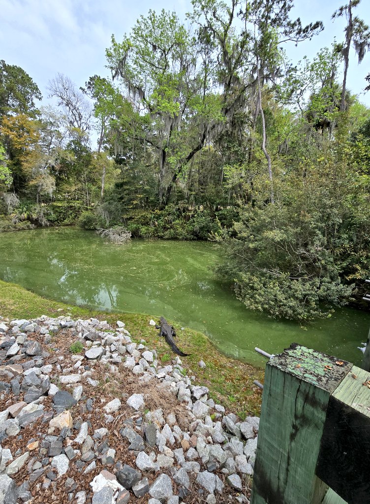 Patriot Lady tweet media