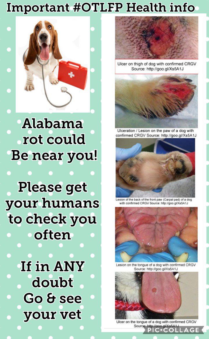 MillieOTLFP's tweet photo. Have you heard of Alabama rot?
Its worldwide&It is not nice! So get your humans to watch out for it!
We have put together some posters to help everyone stay safe.
#AlabamaRot is in the #UK & #USA So stay safe everyone. If in doubt see your Vet #OTLFP @OffTheLeashFP https://t.co/KwfytQRMqm