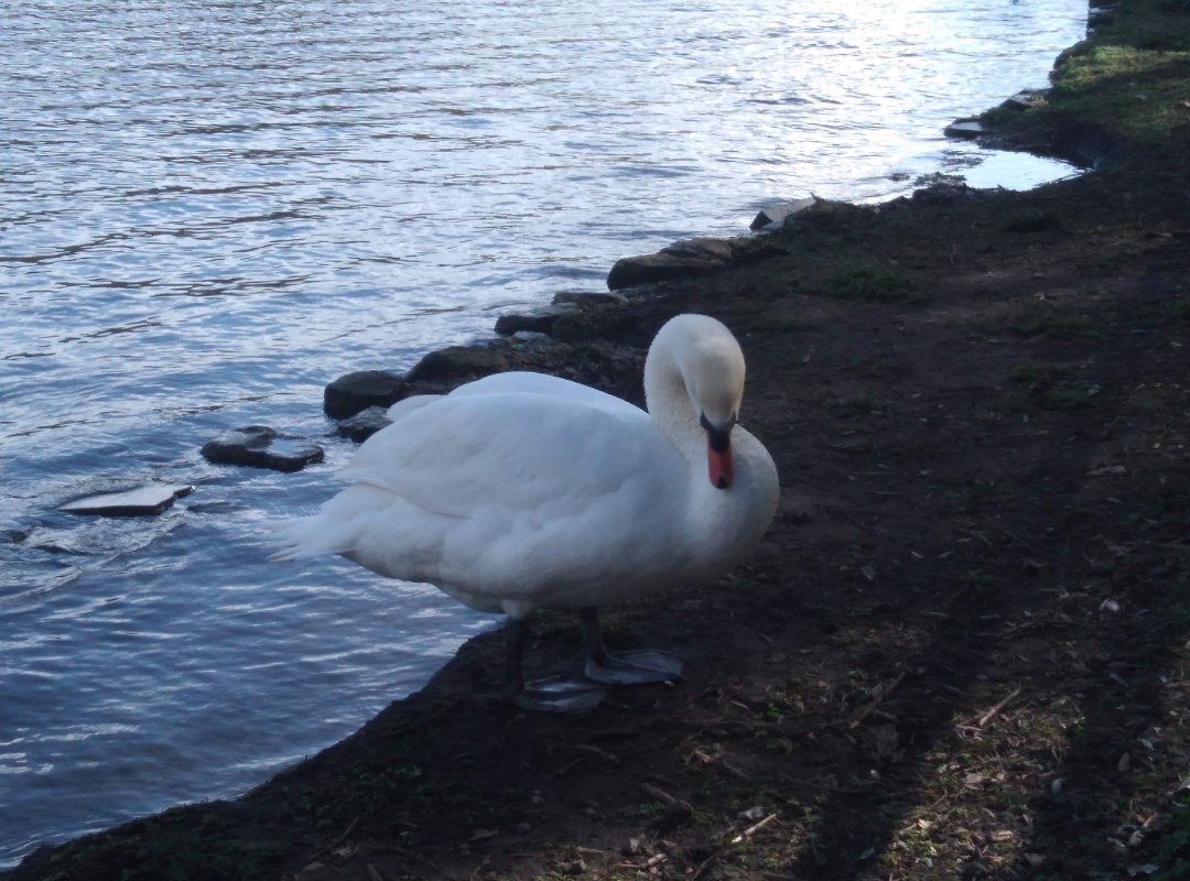 Loz_Le93's tweet photo. #swans #cygnets #signets
#birds https://t.co/fk2D6pDVhw