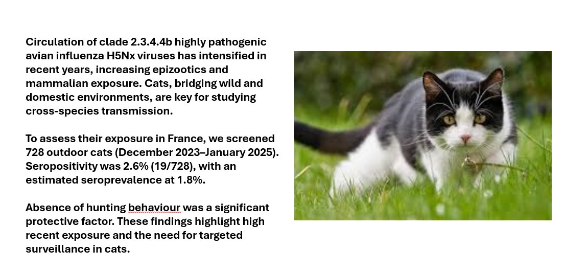 Greg Folkers 🇺🇦☮️🇺🇸 (@greg_folkers) on Twitter photo .<a href="/Eurosurveillanc/">Eurosurveillance</a> : Cats as sentinels of mammal exposure to H5Nx avian influenza viruses: a seroprevalence study, France, December 2023 to January 2025
#h5n1 etc
Pierre Bessière et al
➡️bit.ly/42aRR0Y .<a href="/Eurosurveillanc/">Eurosurveillance</a> : Cats as sentinels of mammal exposure to H5Nx avian influenza viruses: a seroprevalence study, France, December 2023 to January 2025
#h5n1 etc
Pierre Bessière et al
➡️bit.ly/42aRR0Y