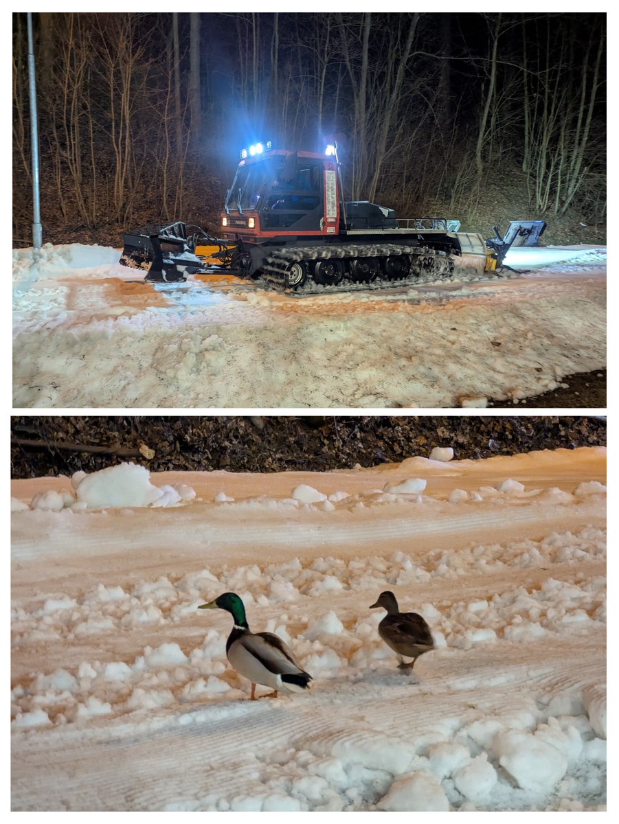 Labutí píseň lyžařského běžeckého okruhu v Jihlavě. Vlastně kachní...
(foto ze včerejška)
