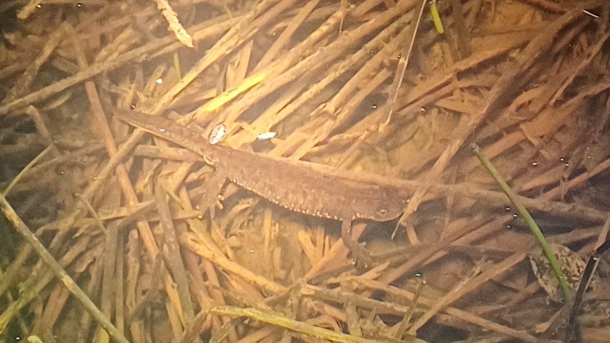 We had our first proper amphibian survey this week at Prenton Dell, in collaboration with the Claypits project, helping out with their ecoschools day too.

#Wirral_ARG 
#argsuk
#gcn