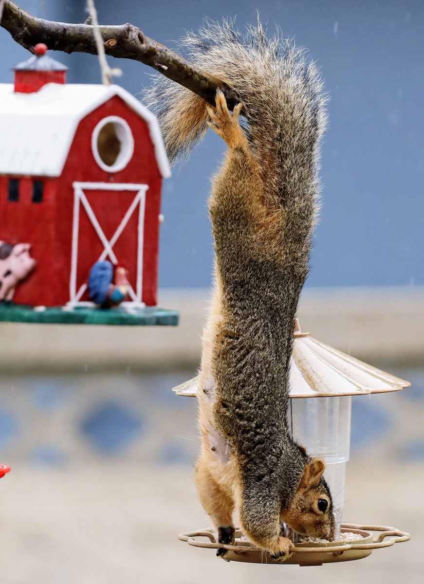 Food can be a powerful motivator, at least for this squirrel in my backyard!