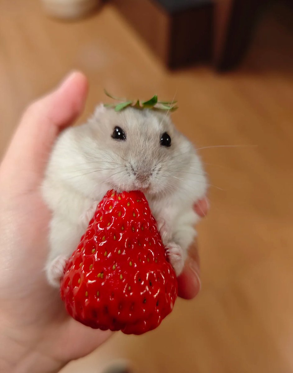 💖 (@twaniimals) on Twitter photo 