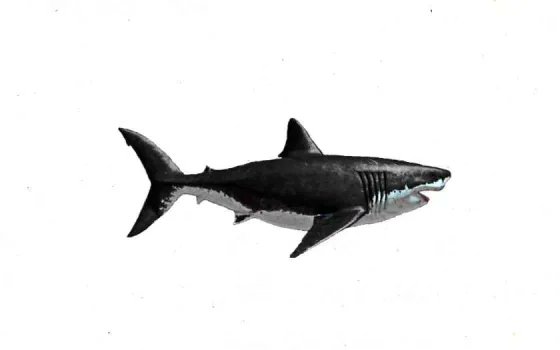 MegProductions0's tweet image. Discovery Channel&apos;s depiction of C. megalodon recolored to be black. 

Carcharodon megalodon or Carcharocles megalodon, now more often as just Megalodon, was the largest shark the world has ever seen. It lived 3.6-23 million years ago. #CarcharodonMegalodon #CarcharoclesMegalodon
