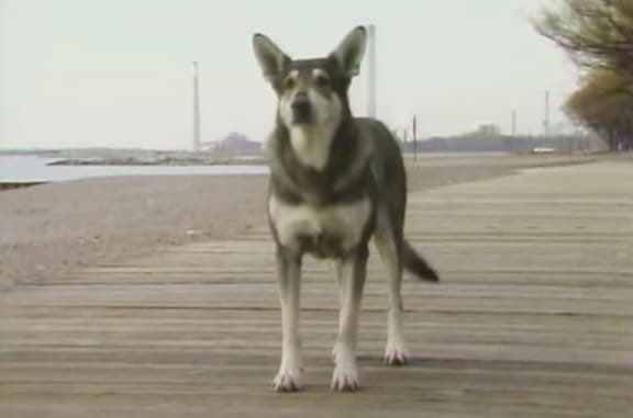 EricoTheriault's tweet photo. If elected my government promises to re-negotiate Canadaโs NETFLIX deal to include EVERY episode of โTHE LITTLEST HOBOโ.
๐บ ๐ ๐ณ๏ธ ๐ ๐จ๐ฆ
#VoteErico
#CanadaElection
#CanadaElection2025
#Netflix https://t.co/aetgmsj67V