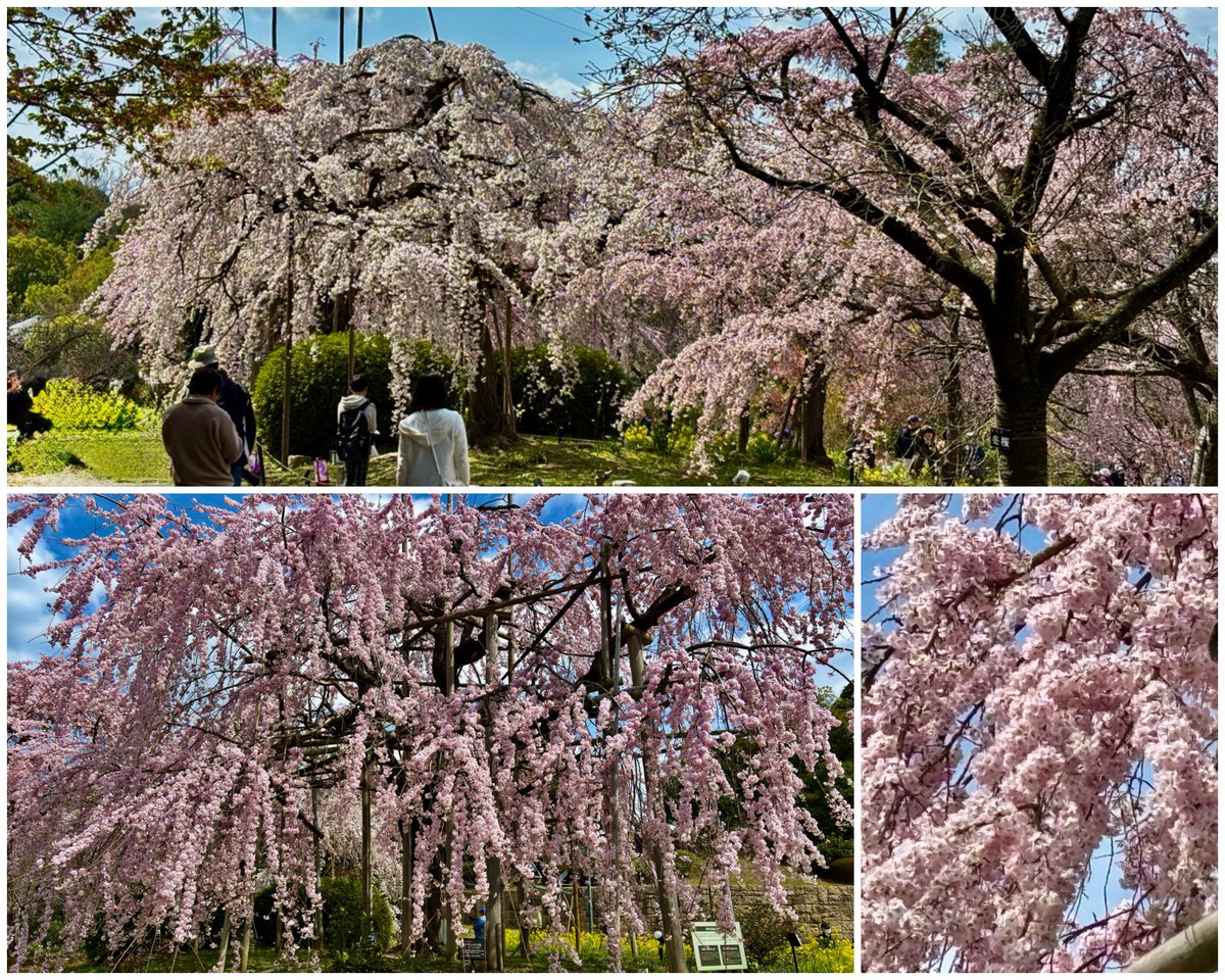 しだれ桜🌸

宇治市植物公園/ 京都

素敵な休日をお過ごし下さいませ✨

📸 2025/3