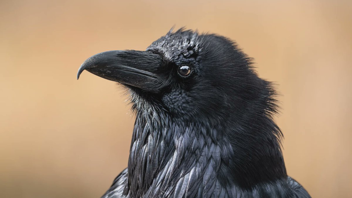 ComparativeCognitionSociety tweet media