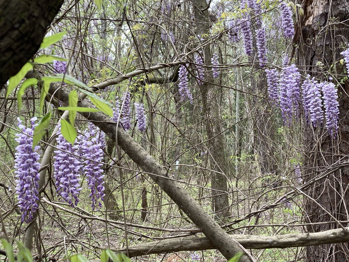 MSU Extension Plant Diagnostic Lab tweet media
