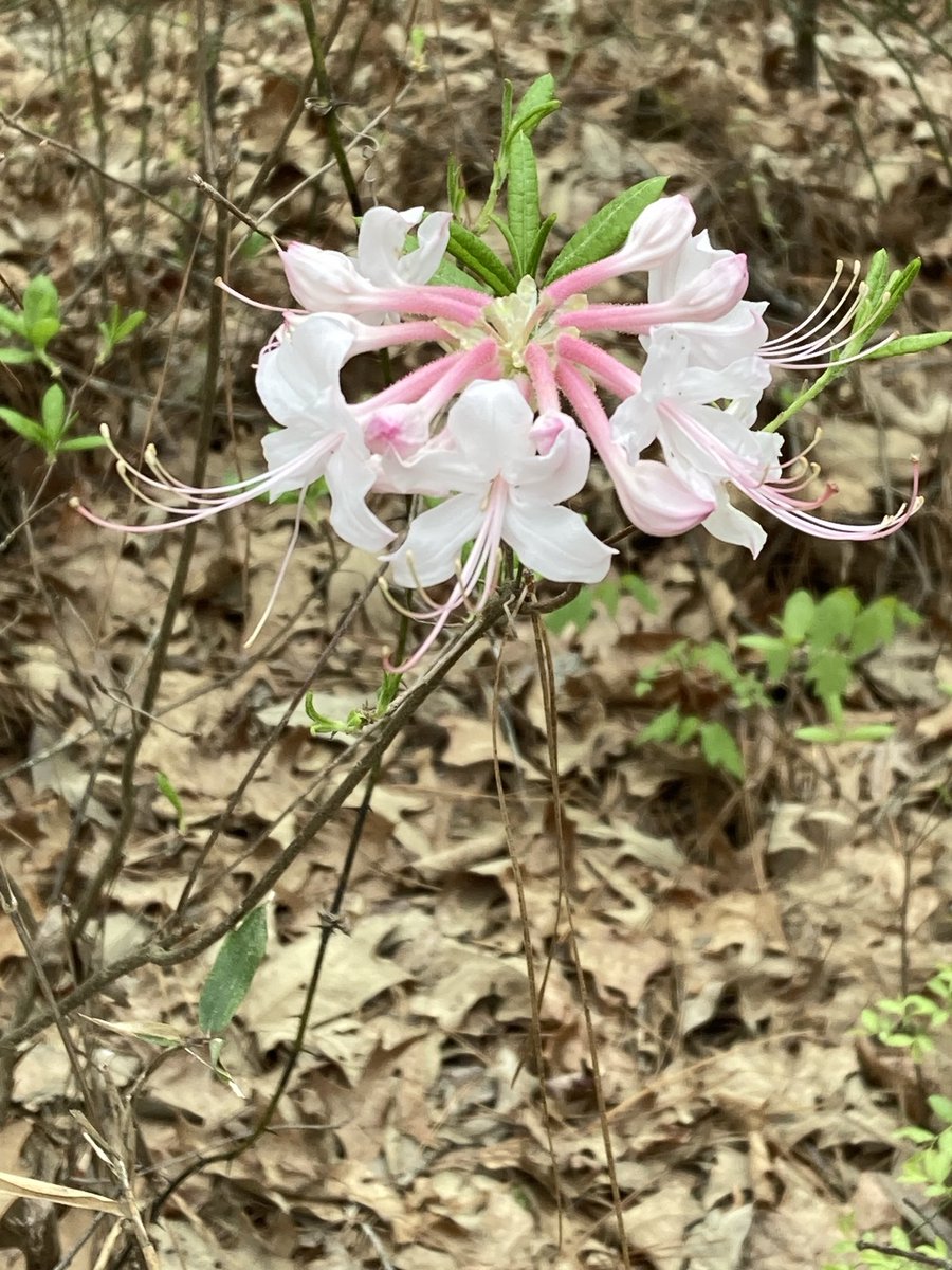 MSU Extension Plant Diagnostic Lab tweet media