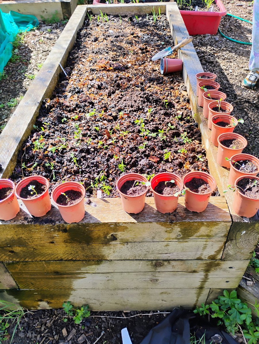 The shadwell community project tweet media