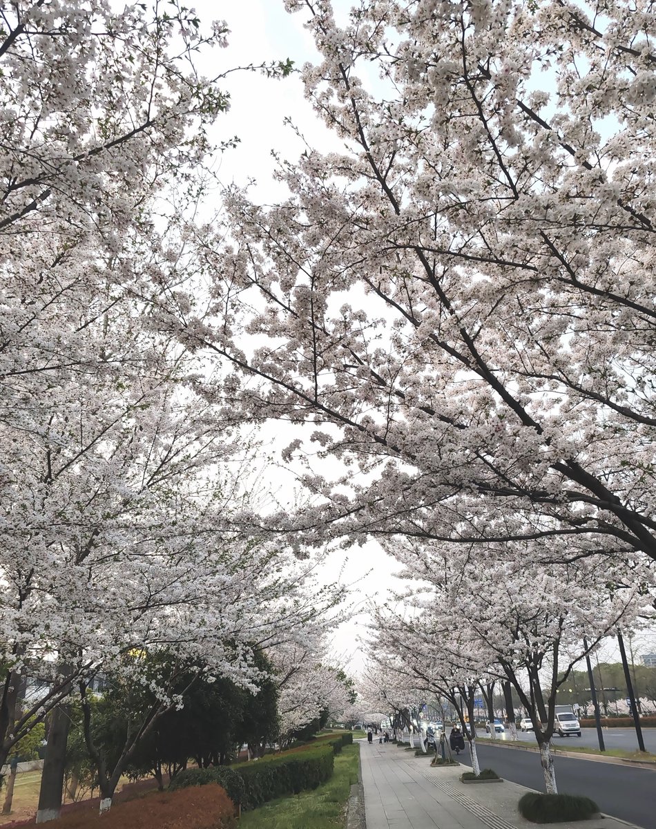 WeenShelly's tweet photo. This is my hometown, where the cherry blossoms are in full bloom，so beautiful https://t.co/SmP1vu2ikG