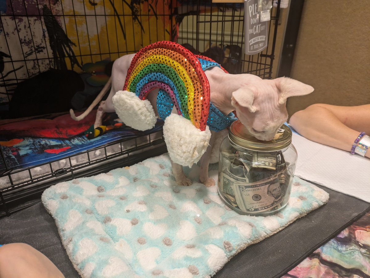 GSFurCon's tweet image. We have a naked cat dressed as a rainbow eating treats off a tip jar was sure a sentence I just said.
Or charity has some amazing kitties that need our help! If you're not at the con, you can donate directly to the link below
wonkyheartsanimalhaven.org/donate