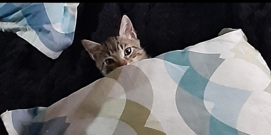 megaherzone's tweet image. Su mirada antes de atacar