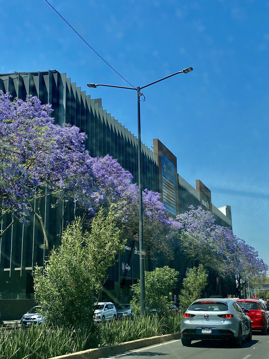may140723's tweet photo. #jacarandasazteca https://t.co/a3Y8rcK9Ar