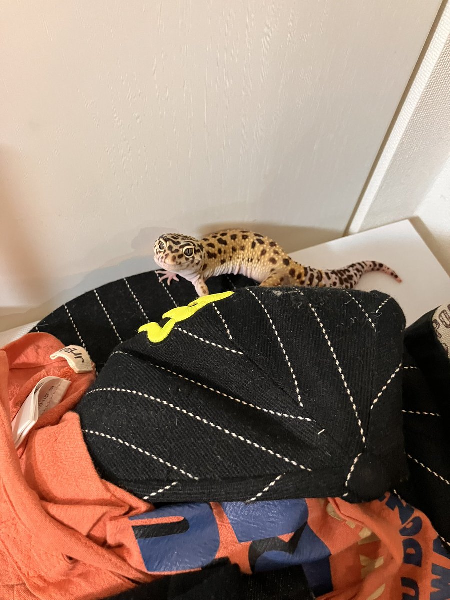 maggots0105's tweet photo. レオパさまが脱走されましたが、無事保護。
��2回目
#レオパ
#脱走 https://t.co/ylNnM4NYC3