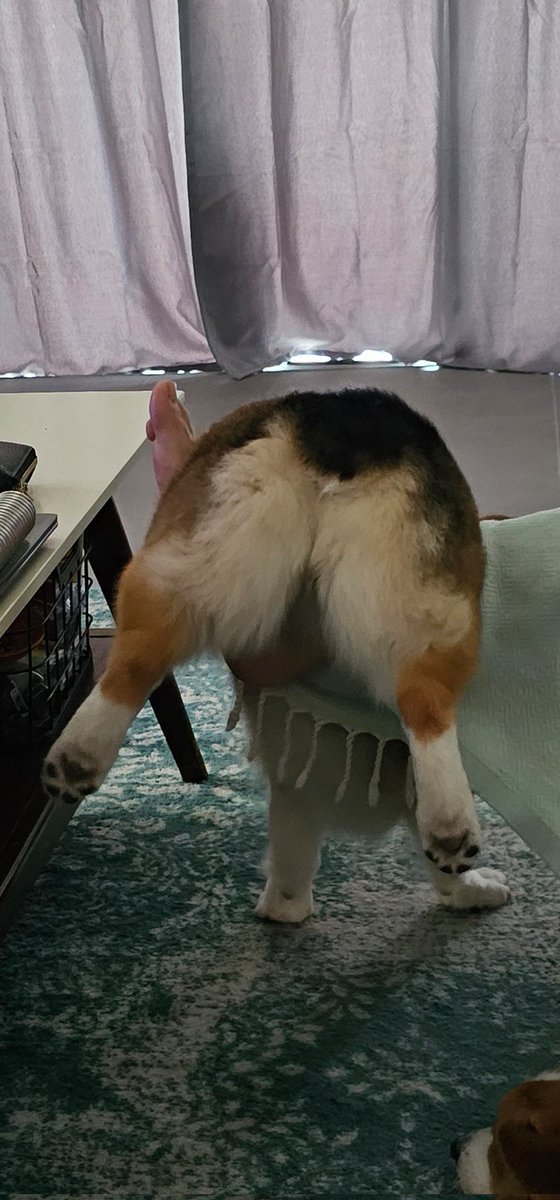 Not sure what's going on here ... corgi weekend shenanigans