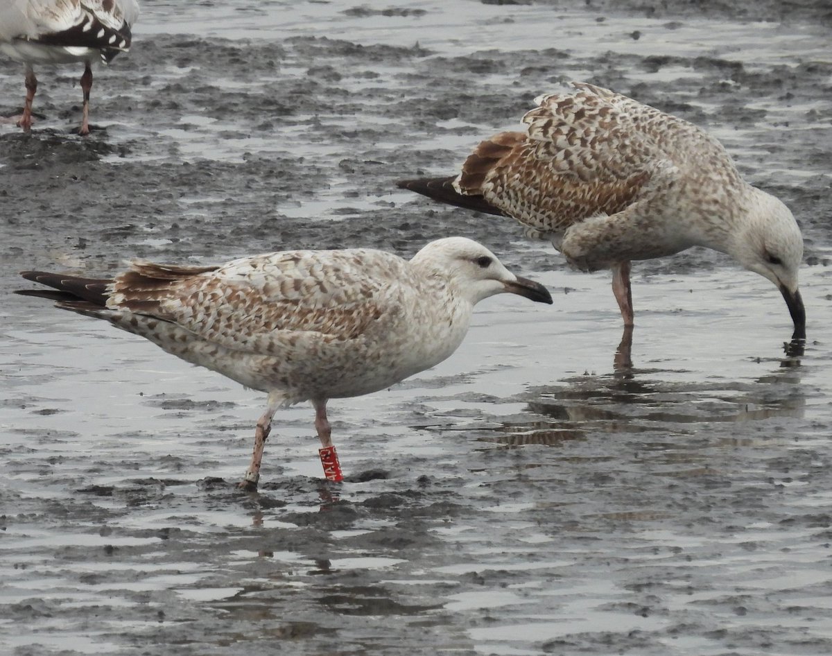 The Great South Wall of the Liffey in Dublin 🇮🇪 is a great place to watch waders at low tide. Read quite a few coloured rings today ( including a Redshank). Only one of my CR HG present. #TeamGull