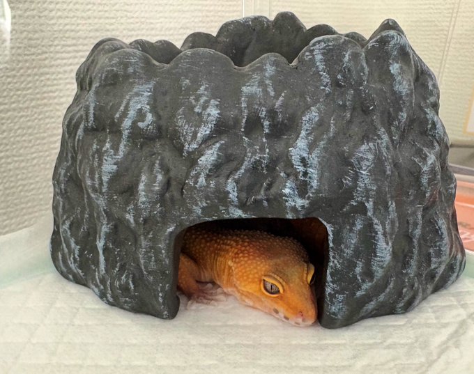 そして全然お話が変わるのですが、昨日はレプタイルズワールドに行って参りました〜!
見るだけ…と思っていたものの「そういえば爬虫類と暮らしたことがないな…?」と思い大きめのレオパちゃんをお迎えしました💓

弟やアシスタントさんが爬虫類🦎のプロなので何かあれば助けてくれる心強さ☺️ 