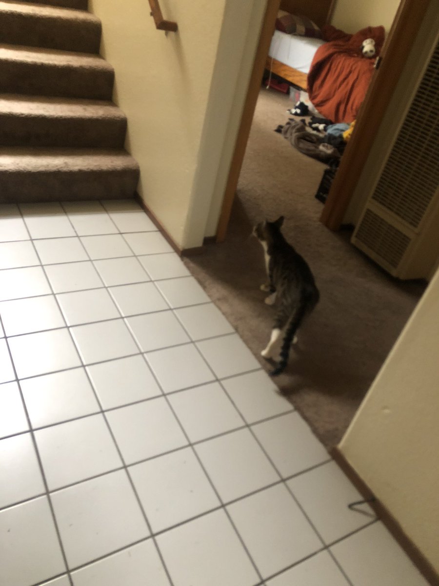 dizzycat87's tweet photo. When your neighbor’s cat goes into your dirty room https://t.co/xbzyBWzb4g