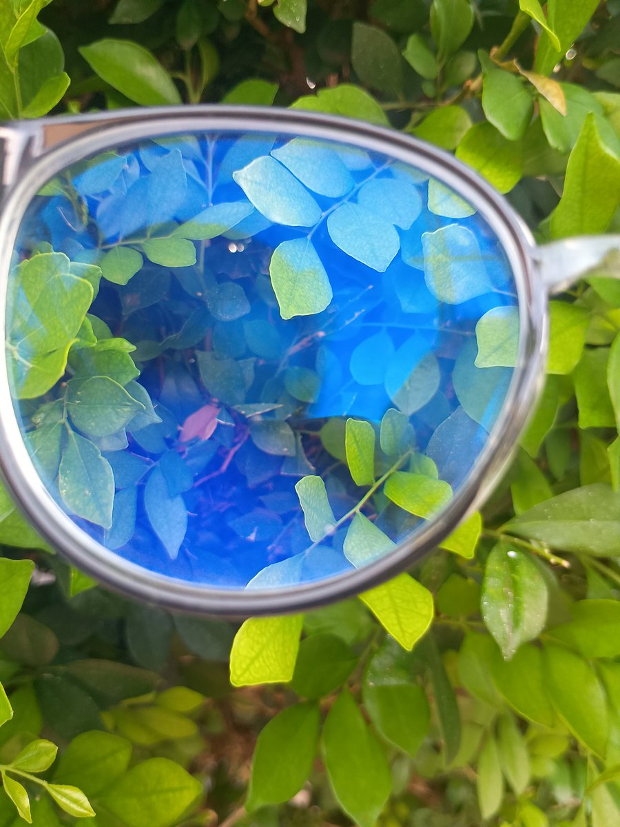 navalhano's tweet image. Óglos plamta #diversao #arvore #natureza #oculos #vidro #conceito