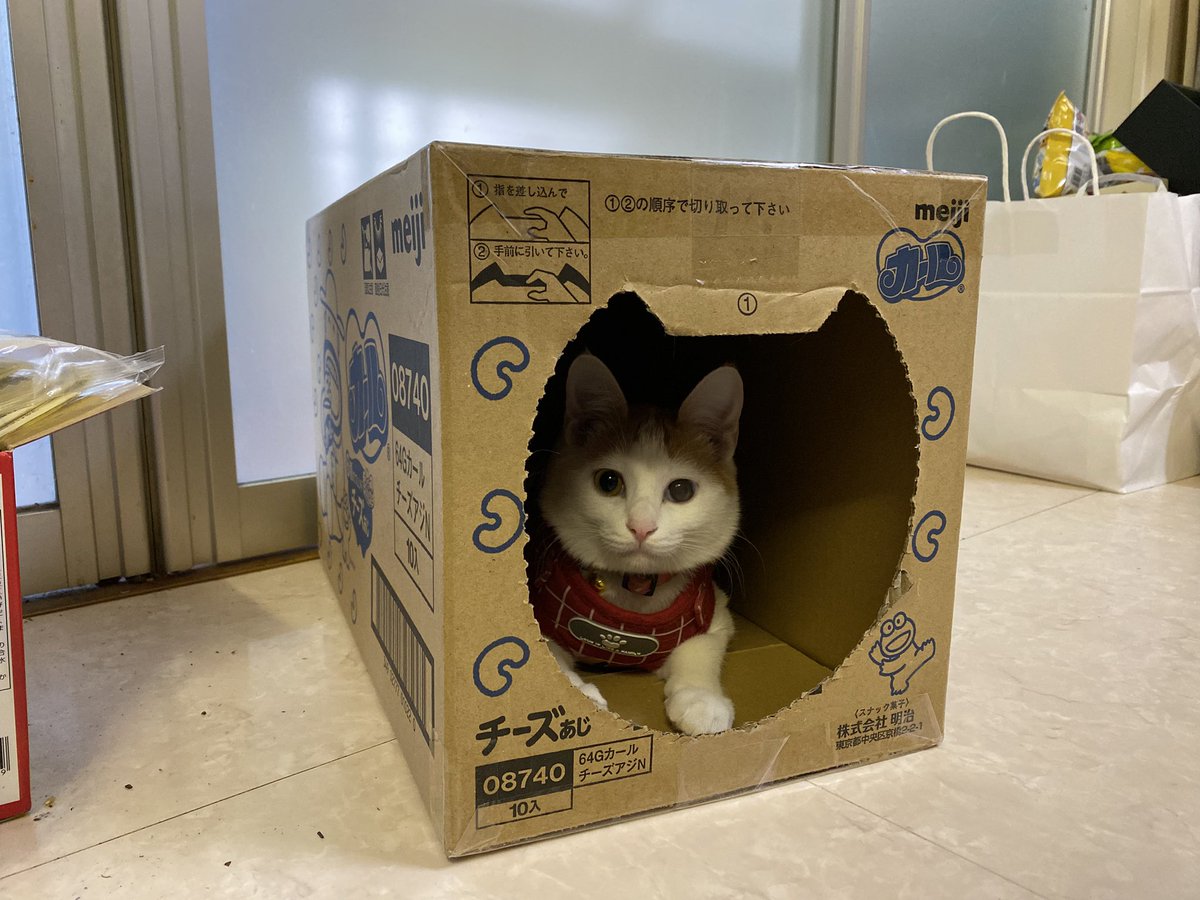 SuouRen's tweet photo. カールがどうしても食べたくて(東日本では非売品)、通販で取り寄せたら...箱がウチの姫仕様になってた。 #姫はチーズ味 https://t.co/036M55871O