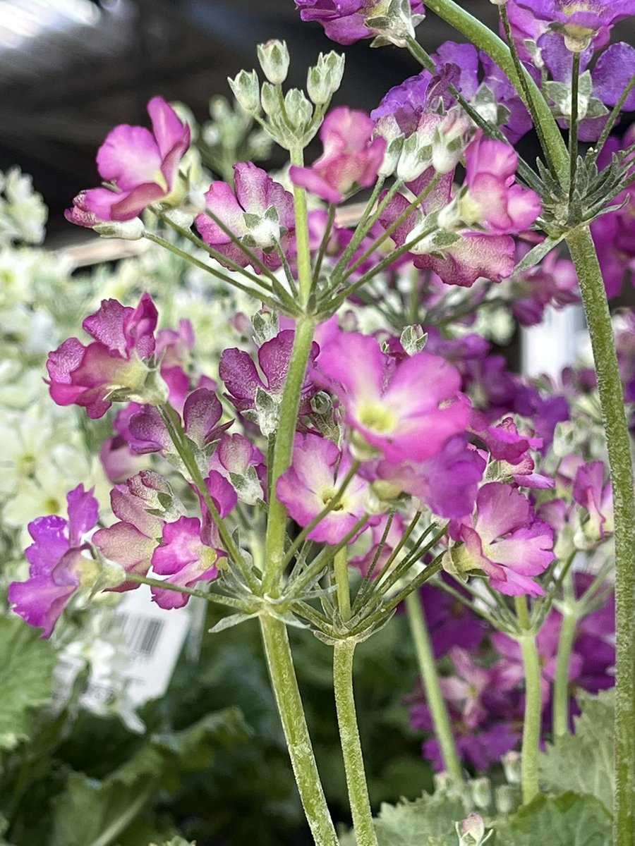 IwaKento's tweet photo. 今日は寒いですね🥶春の花は爛漫です🌸桜は少し咲き始めました🌸 https://t.co/I0KhbZoh26