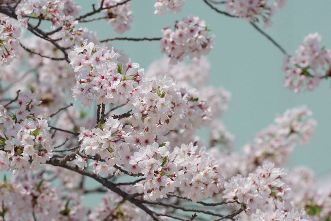 #競馬場で撮った競馬じゃない写真選手権 