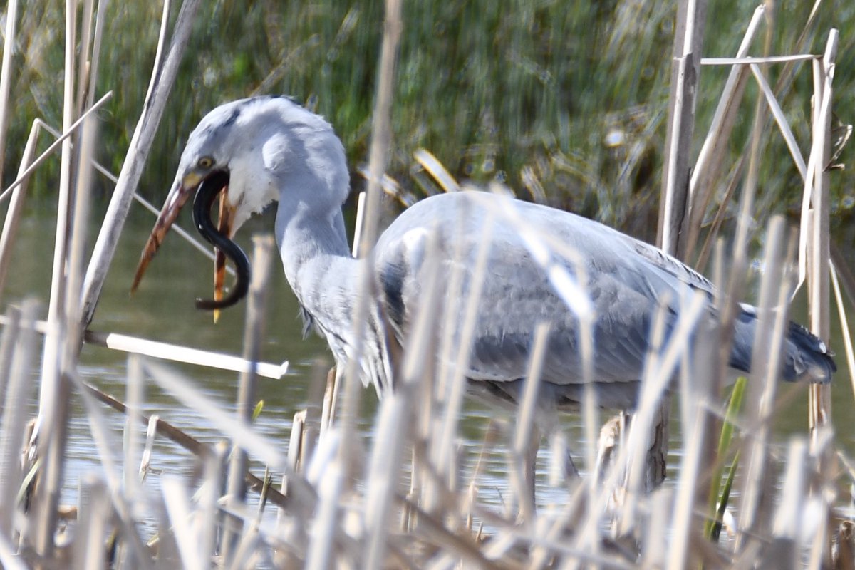 Going, going, gone! Heron wrestling with an eel at Portbury Wharf today. Also lots of chiffchaffs, greenfinch, little grebe, mute swans on nest, Cettis, tufted duck and gadwall.
Happy prosperous weekend