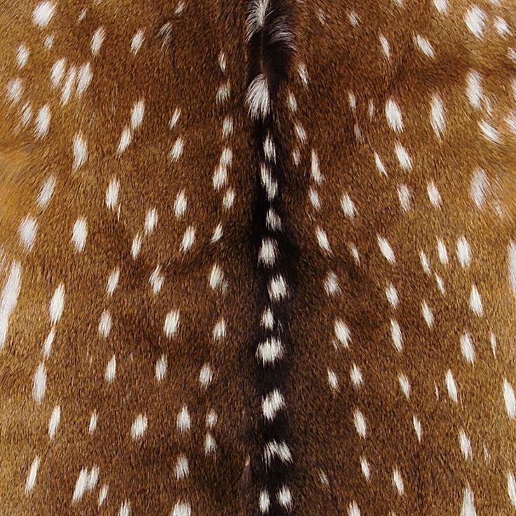dollbodydoesoul's tweet photo. 🦌 https://t.co/tlpRVdpblE