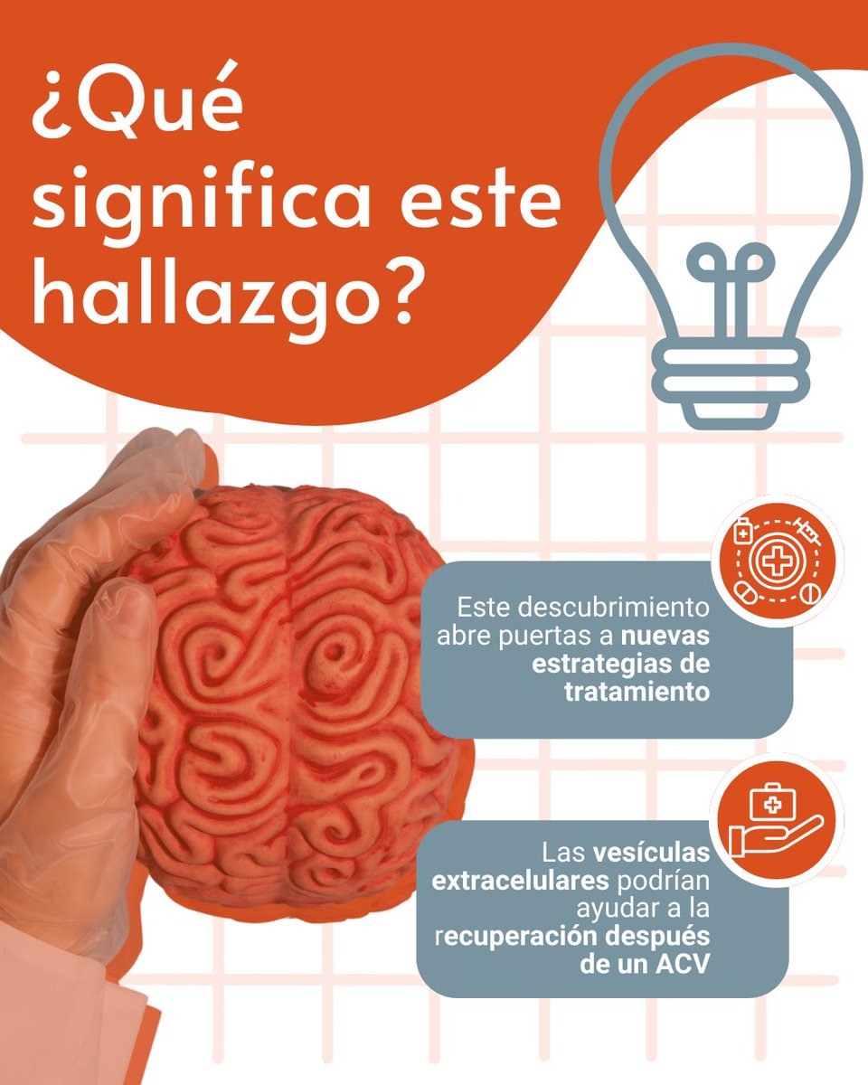 NEUROVAS | Investigación Cerebrovascular (@neurovas_cl) on Twitter photo 🧠 ¿Sabías que las vesículas extracelulares podrían ayudar en la recuperación tras un ACV? Descubre más aquí 👇🏻<a href="/cescudero27/">carlos escudero</a> <a href="/HospitalChillan/">Hospital de Chillán</a> #cerebrovascular #prevenciónacv #acv #salud #saludcerebral #neurociencia #investigacion #ñuble #chile 🧠 ¿Sabías que las vesículas extracelulares podrían ayudar en la recuperación tras un ACV? Descubre más aquí 👇🏻<a href="/cescudero27/">carlos escudero</a> <a href="/HospitalChillan/">Hospital de Chillán</a> #cerebrovascular #prevenciónacv #acv #salud #saludcerebral #neurociencia #investigacion #ñuble #chile